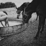 Procedures With Horses